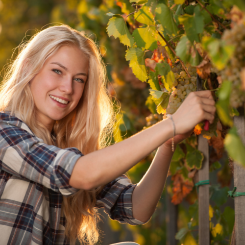 Les vins de Justine