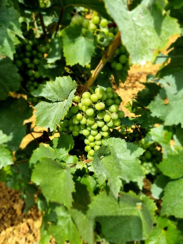 Le producteur Français - Domaine John Corsin - Vin blanc - bio