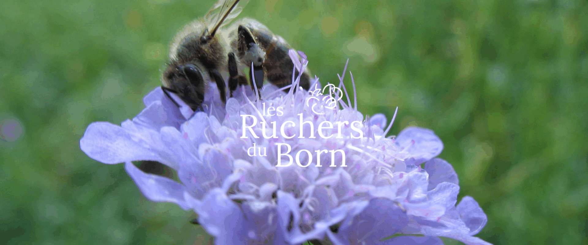 Les Ruchers du Born