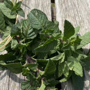 menthe marrocaine - Ferme Sinsac