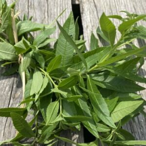 verveine citronnée - Ferme Sinsac
